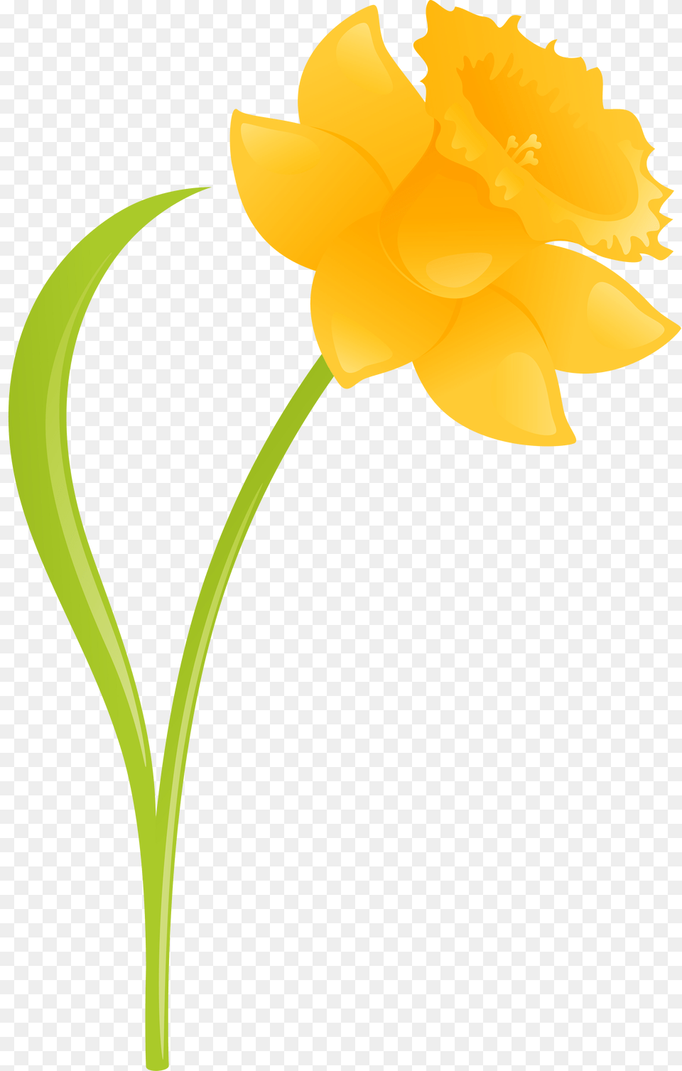 Daffodil Clipart Background, Flower, Plant, Petal, Bow Png Image