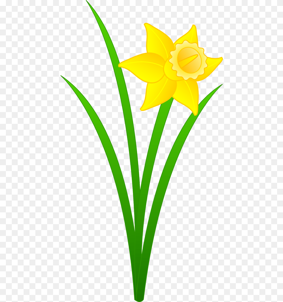 Daffodil Clipart Bulb Clip Art No Background, Flower, Plant Free Png Download