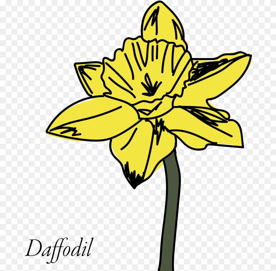 Daffodil Clipart Buttercup Flower Lilies, Plant, Person Free Png