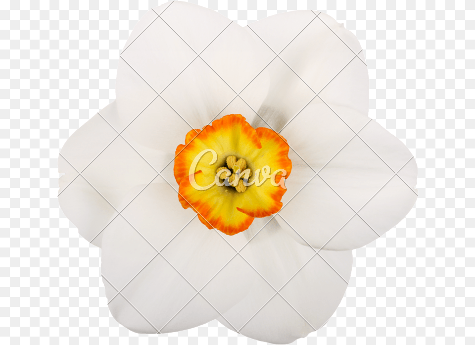 Daffodil Clipart Pumpkin Flower Artificial Flower, Plant Png Image