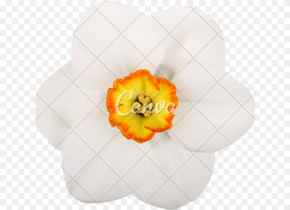 Daffodil Clipart Pumpkin Flower Small Single Flowers Artificial Flower, Plant Png