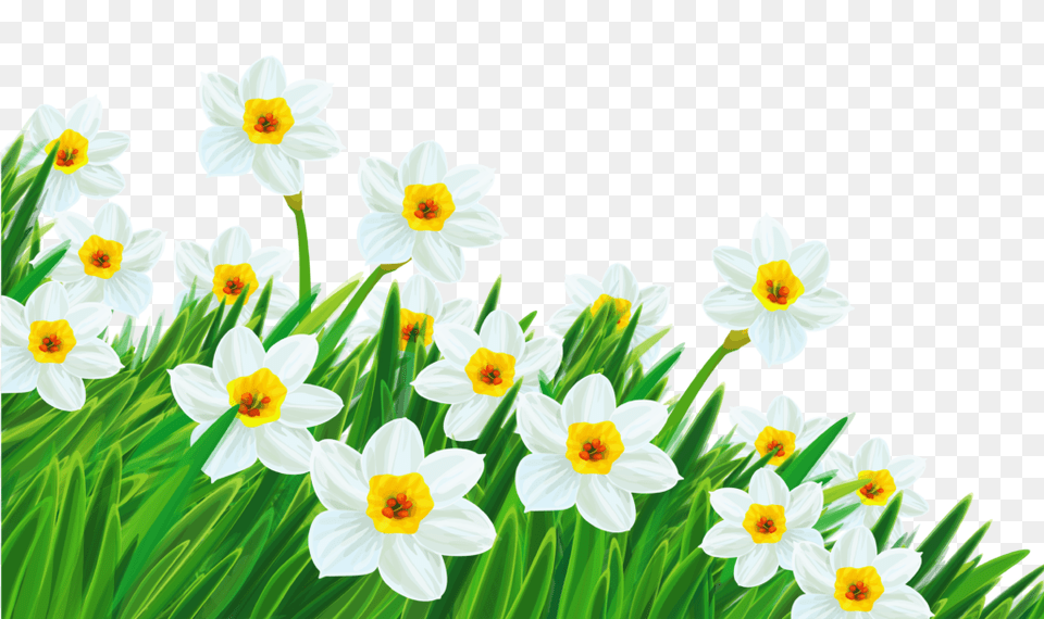 Daffodil Clipart Spring Break Clip Art No Background, Flower, Plant, Daisy Png