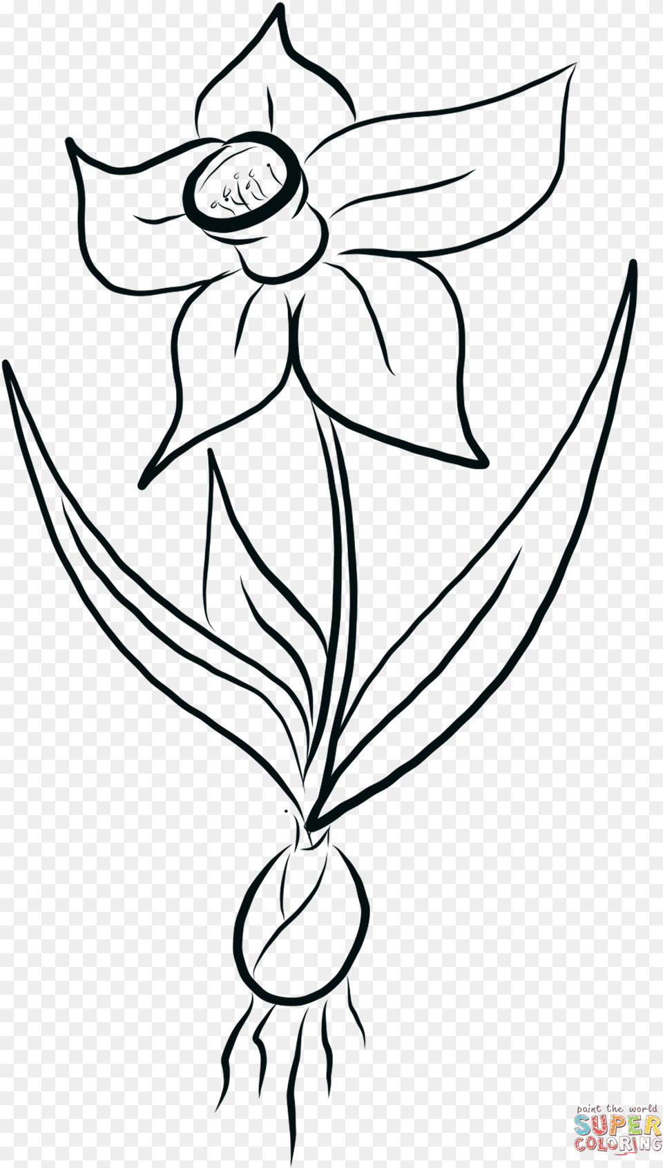 Daffodil Coloring, Art, Plant, Flower, Graphics Png