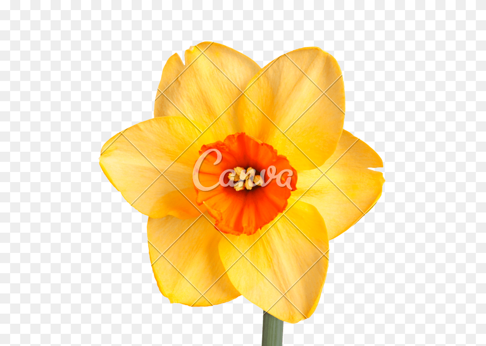 Daffodil Cultivar, Flower, Plant, Chandelier, Lamp Free Png Download