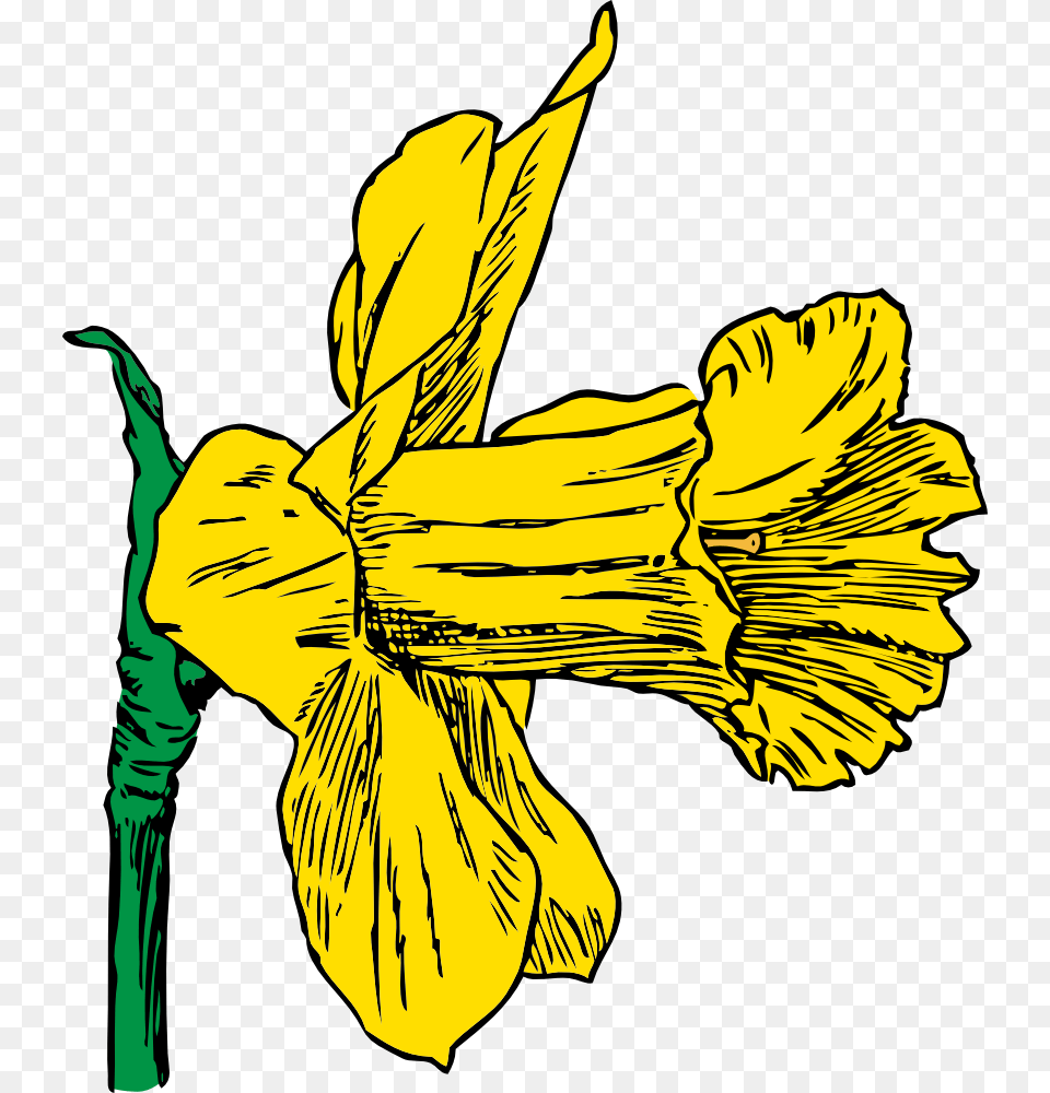 Daffodil Daffodil Clip Art, Flower, Plant, Person, Face Png