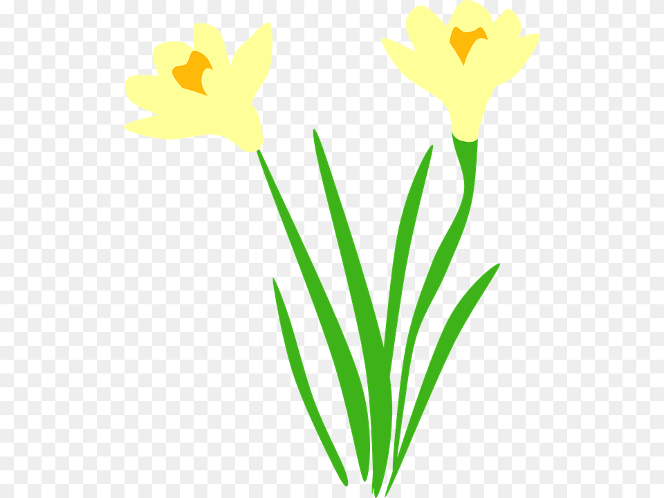 Daffodil Daffodils Flora Flower Flowers Daffodil Vector Plant Free Png
