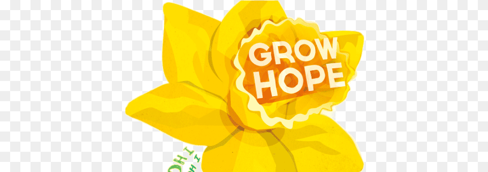Daffodil Day, Flower, Plant, Petal Png
