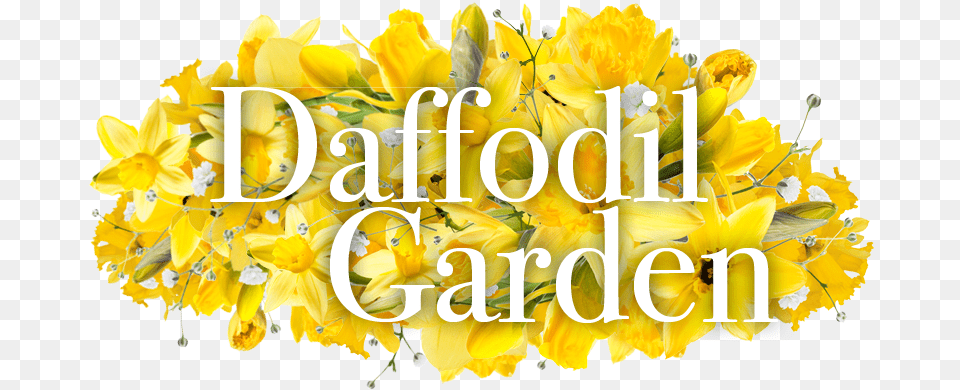 Daffodil Days 2021 Language, Anther, Flower, Plant, Petal Free Transparent Png