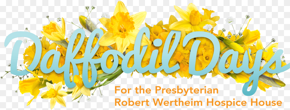 Daffodil Days 2021 Language, Flower, Plant, Anther Png Image