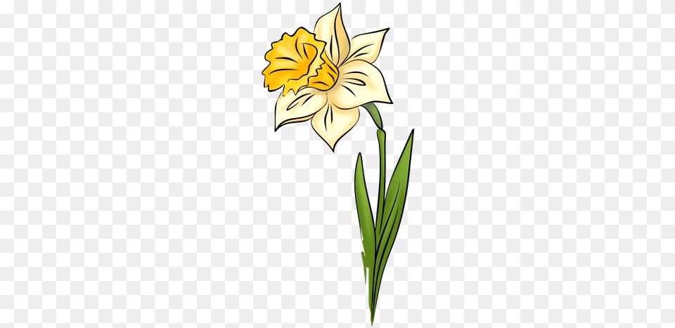 Daffodil Drawing Amazing Drawing, Flower, Plant, Person Free Png