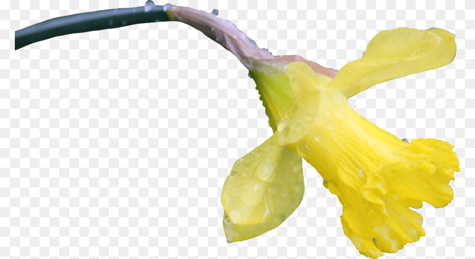 Daffodil Flower, Plant Free Png Download