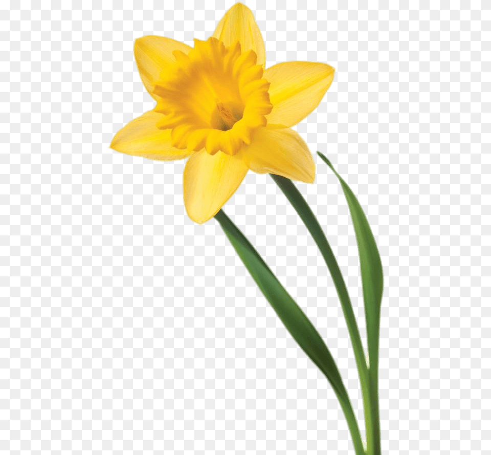 Daffodil Flower Clip Art Single Daffodil White Background, Plant Png Image