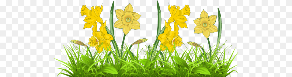 Daffodil Flower Clipart Clip Art Library Daffodil Clip Art, Plant, Grass Png