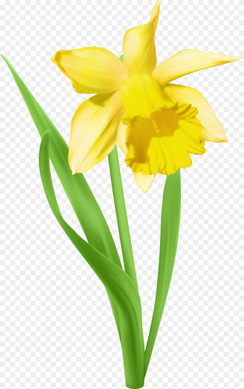 Daffodil Flower Clipart Svg Royalty Download Daffodil Transparent Background Daffodil Clip Art Free Png