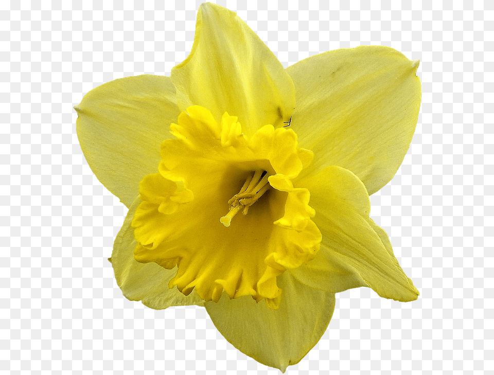 Daffodil Flower Daffodil, Plant, Rose Free Png Download