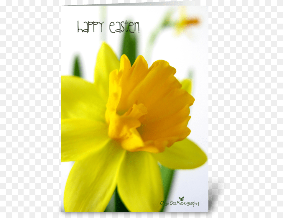 Daffodil Flower For Easter Greeting Card Narcissus, Plant, Food, Fruit, Pear Png Image