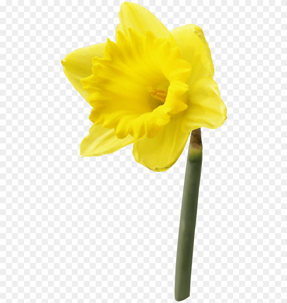 Daffodil Flower High High Resolution Image Of A Daffodil Flower, Plant, Person Free Png Download
