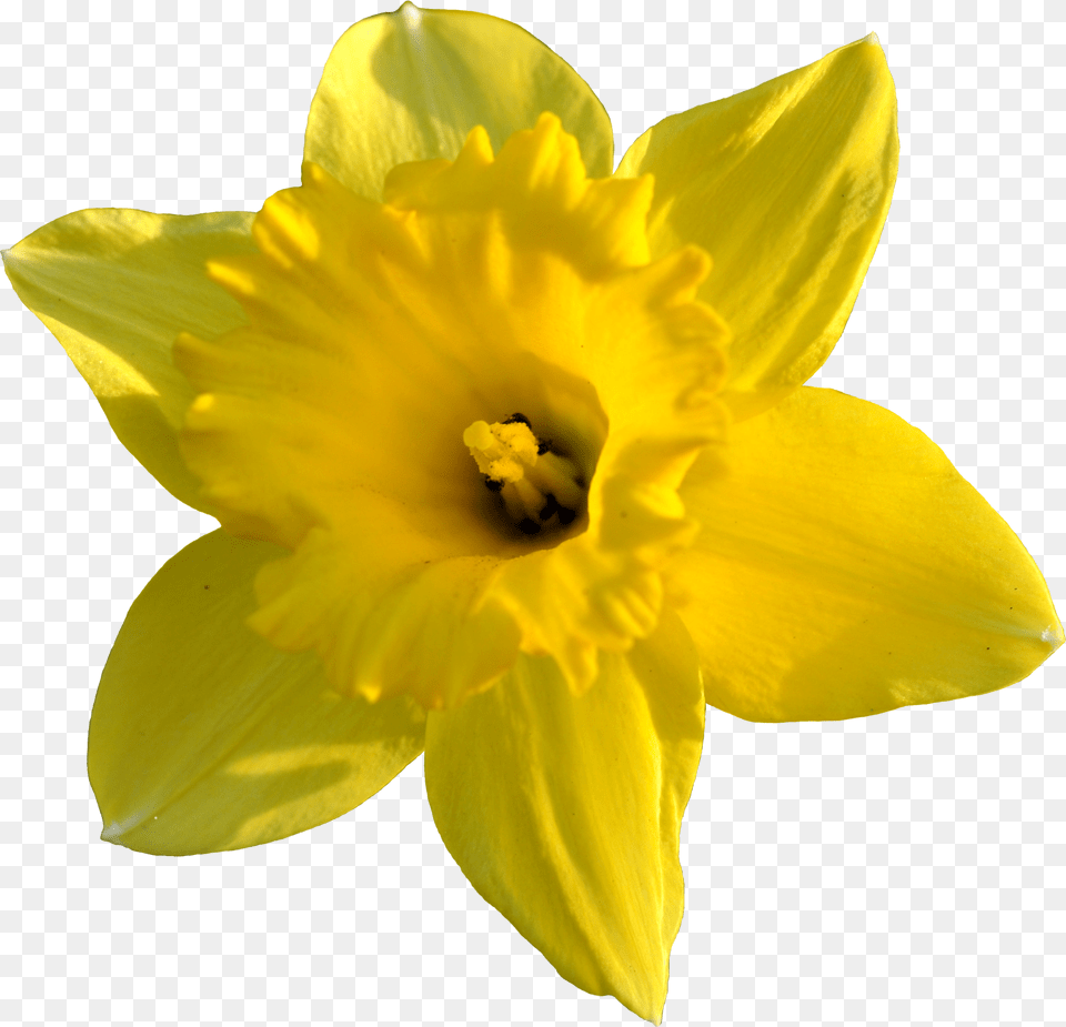 Daffodil Flower Arts Daffodil Png Image