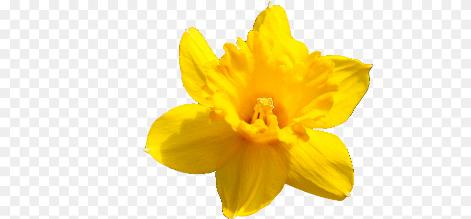 Daffodil Flower Pic Yellow Flower Transparent Background, Plant, Pollen Png Image