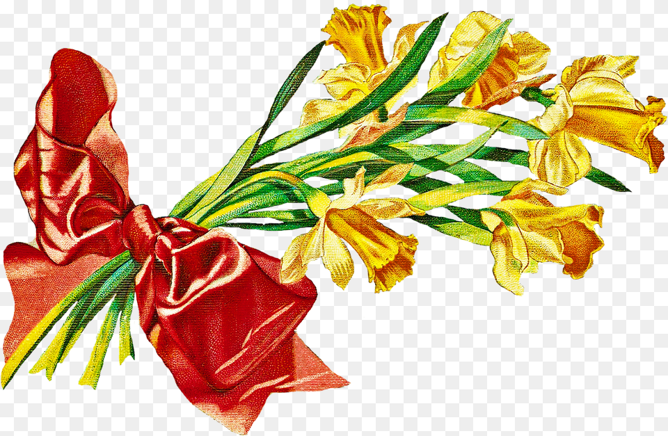 Daffodil Flower Pictures Clip Art, Flower Arrangement, Flower Bouquet, Plant, Petal Free Transparent Png