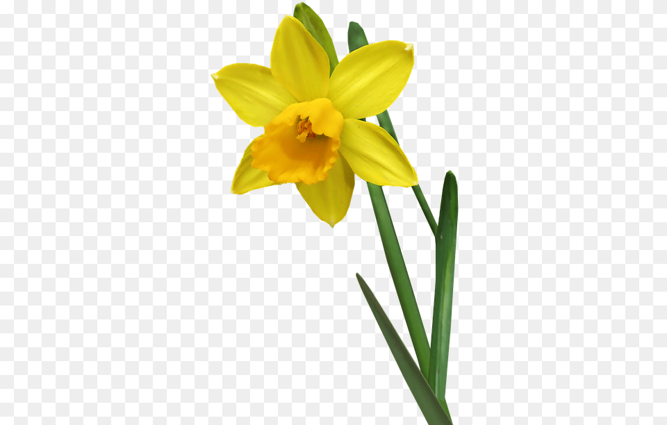 Daffodil Flower Stem Daffodil Stem, Plant Free Png Download