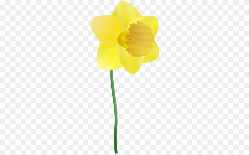 Daffodil Images, Flower, Plant, Person, Ammunition Free Png