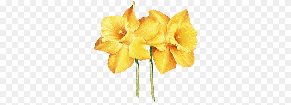 Daffodil Info1copypng Aurora Oregon Daffodil Flower March Tattoo, Plant Free Transparent Png