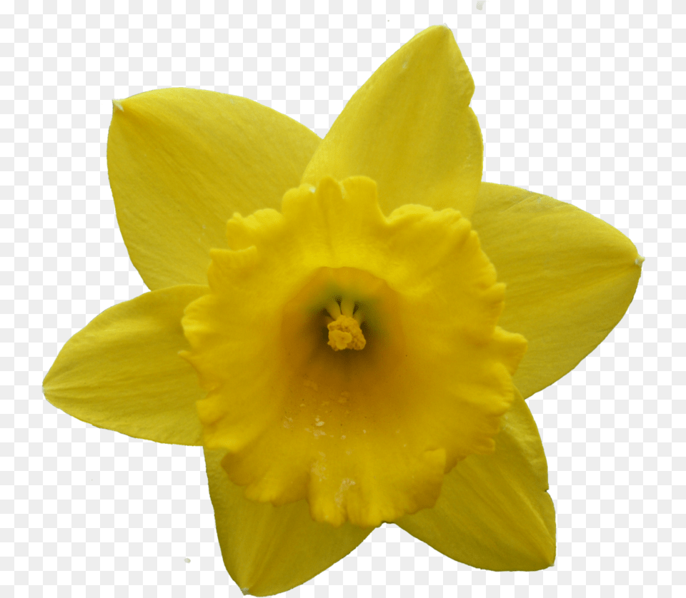 Daffodil Narcissus Flower Narcissus Flower Transparent, Plant, Rose Png