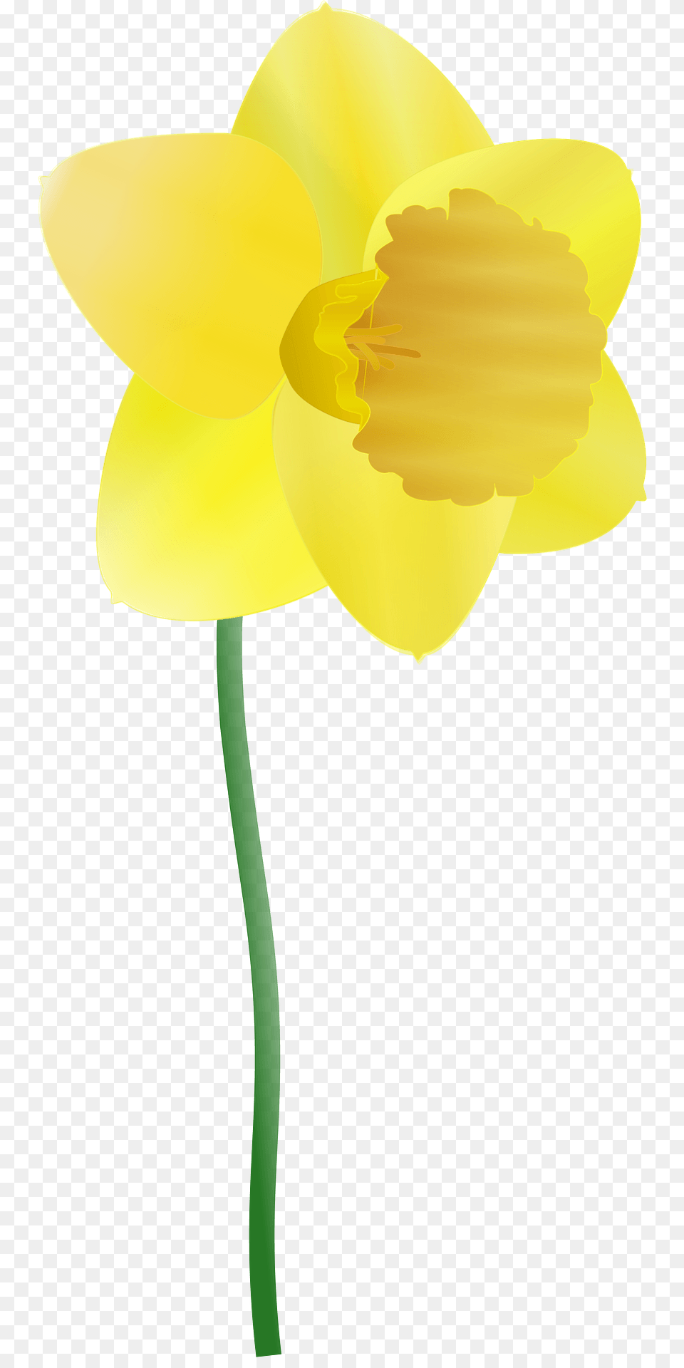 Daffodil On The Stem Clipart, Flower, Plant Png Image