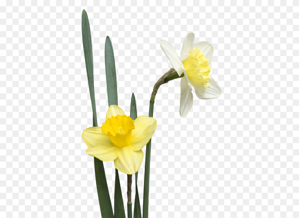 Daffodil Pair Transparent Onesie For Sale By Drawing, Flower, Plant, Blade, Dagger Free Png Download