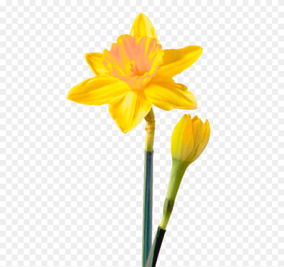 Daffodil Picture Arts, Flower, Plant, Cross, Symbol Png