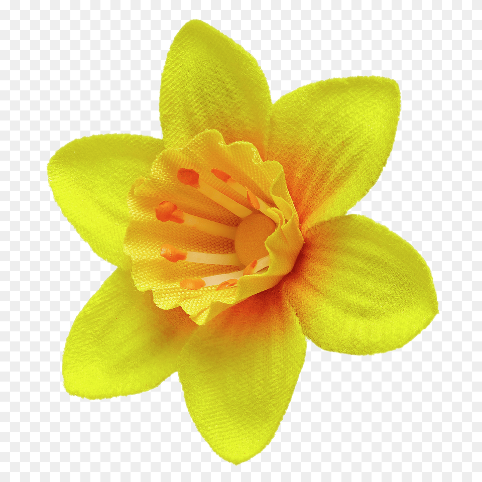 Daffodil Pin, Flower, Plant, Rose, Anther Free Png Download