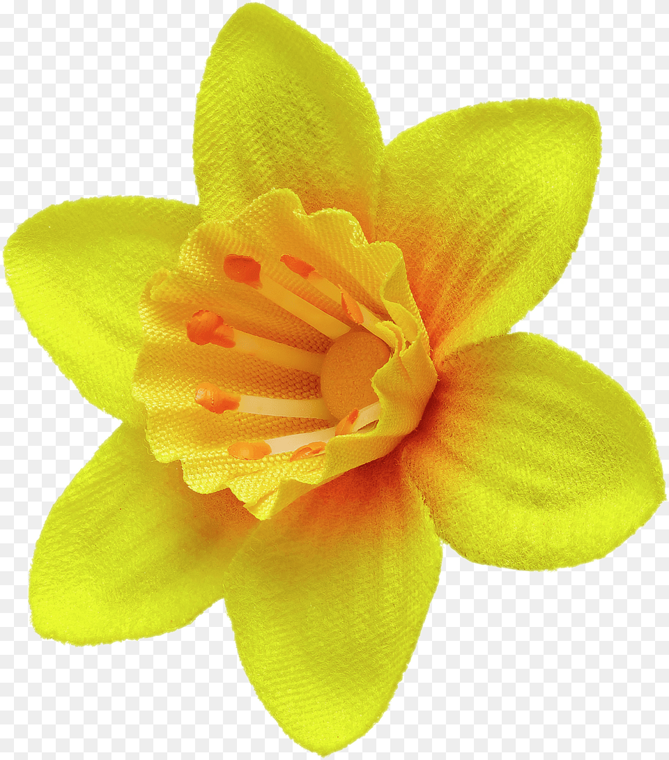 Daffodil Pin Marie Curie Daffodil, Flower, Plant, Rose Png Image