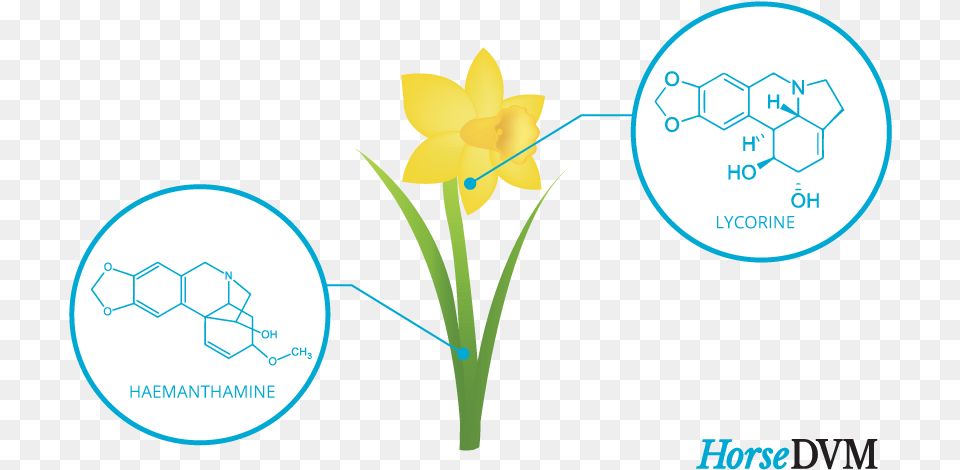 Daffodil Poisoning In Horses Language, Flower, Plant Free Transparent Png