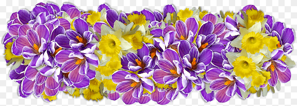 Daffodil Presentation, Flower, Plant, Petal, Crocus Free Transparent Png