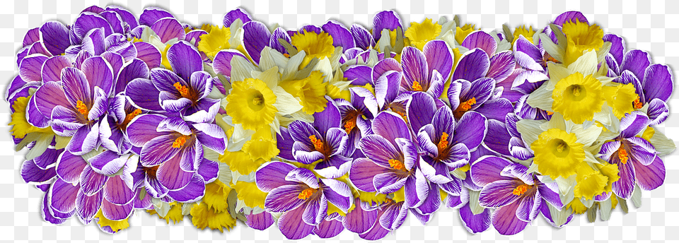 Daffodil Presentation Blumen Ziffern, Flower, Plant, Petal, Crocus Free Transparent Png