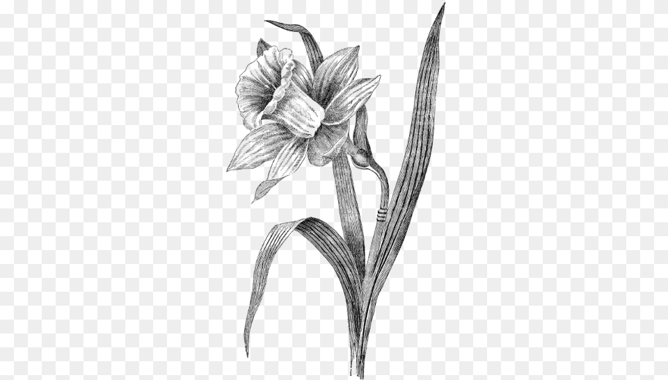 Daffodil Resized 0 Drawing Of A Daffodil, Gray Free Png Download