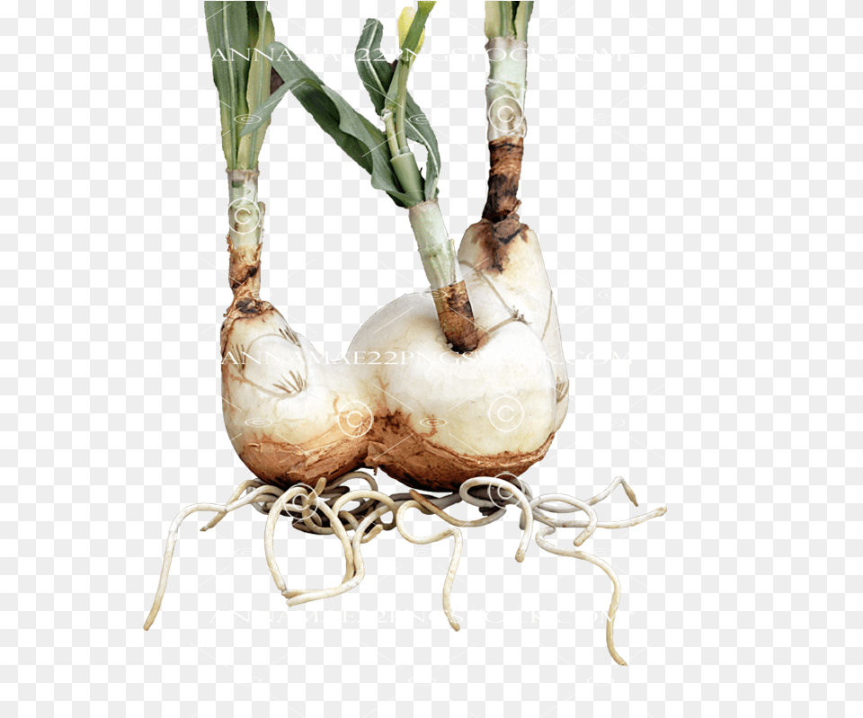 Daffodil Roots Stock Photo 0041 Image Welsh Onion, Food, Produce Free Png Download