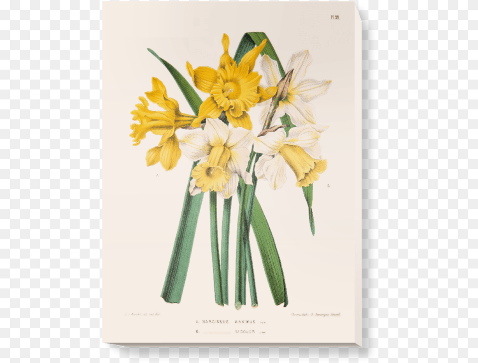 Daffodil Scientific Illustration, Flower, Plant, Flower Arrangement, Flower Bouquet Free Transparent Png