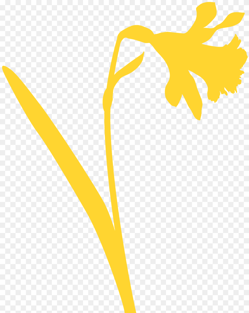 Daffodil Silhouette, Flower, Plant, Blade, Dagger Png