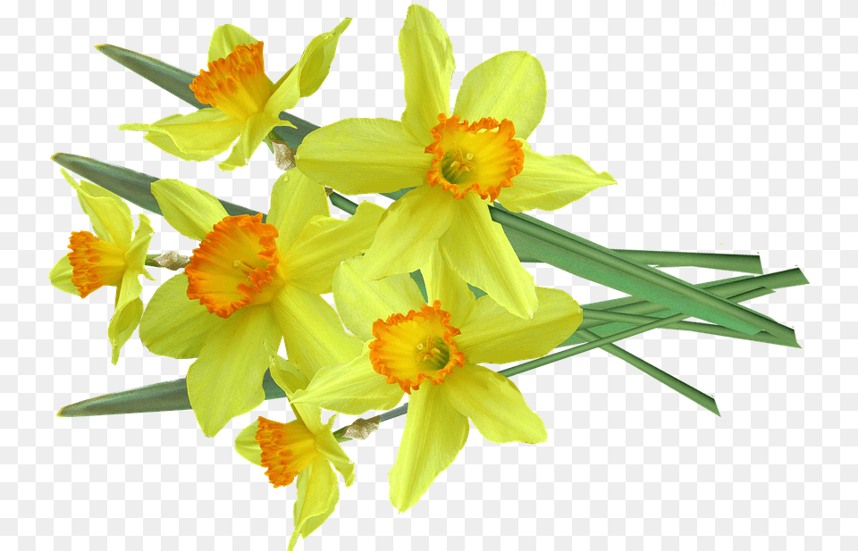 Daffodil Spring Flowers Photo On Pixabay Daffodil, Flower, Plant Free Png