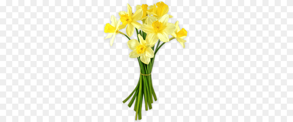 Daffodil Transparent, Flower, Plant, Flower Arrangement, Flower Bouquet Png Image