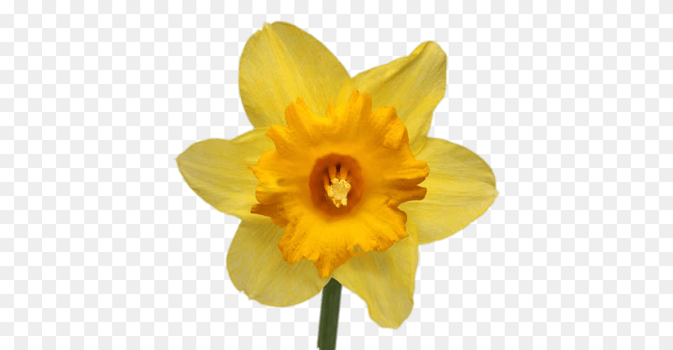 Daffodil Transparent, Flower, Plant, Rose Free Png