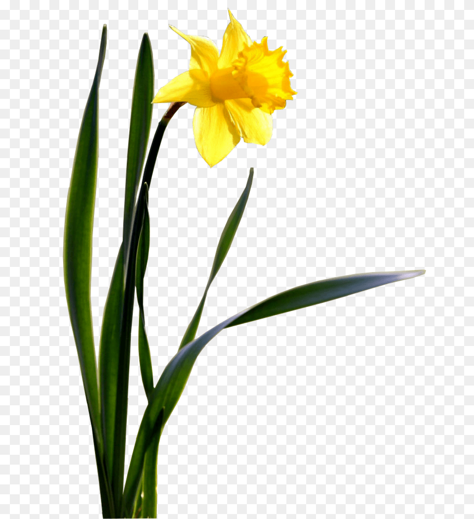 Daffodil Transparent Arts, Flower, Plant Png
