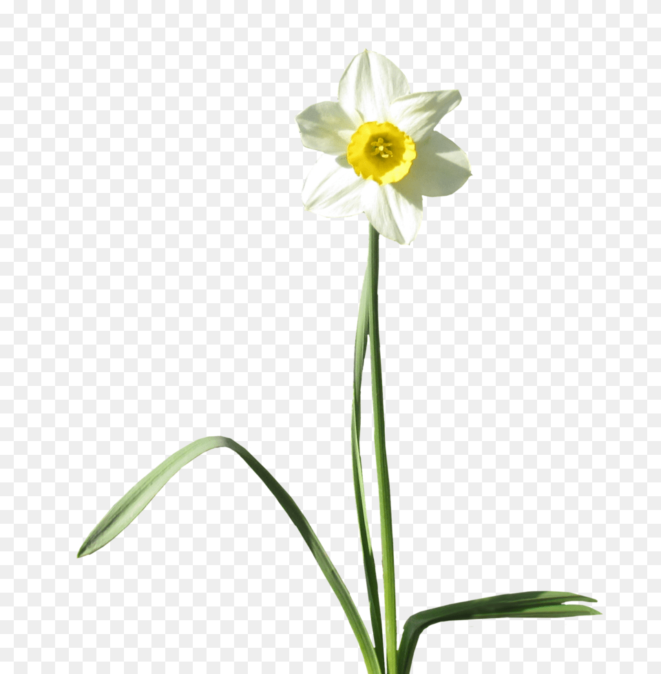 Daffodil Transparent Background Arts, Flower, Plant Free Png Download