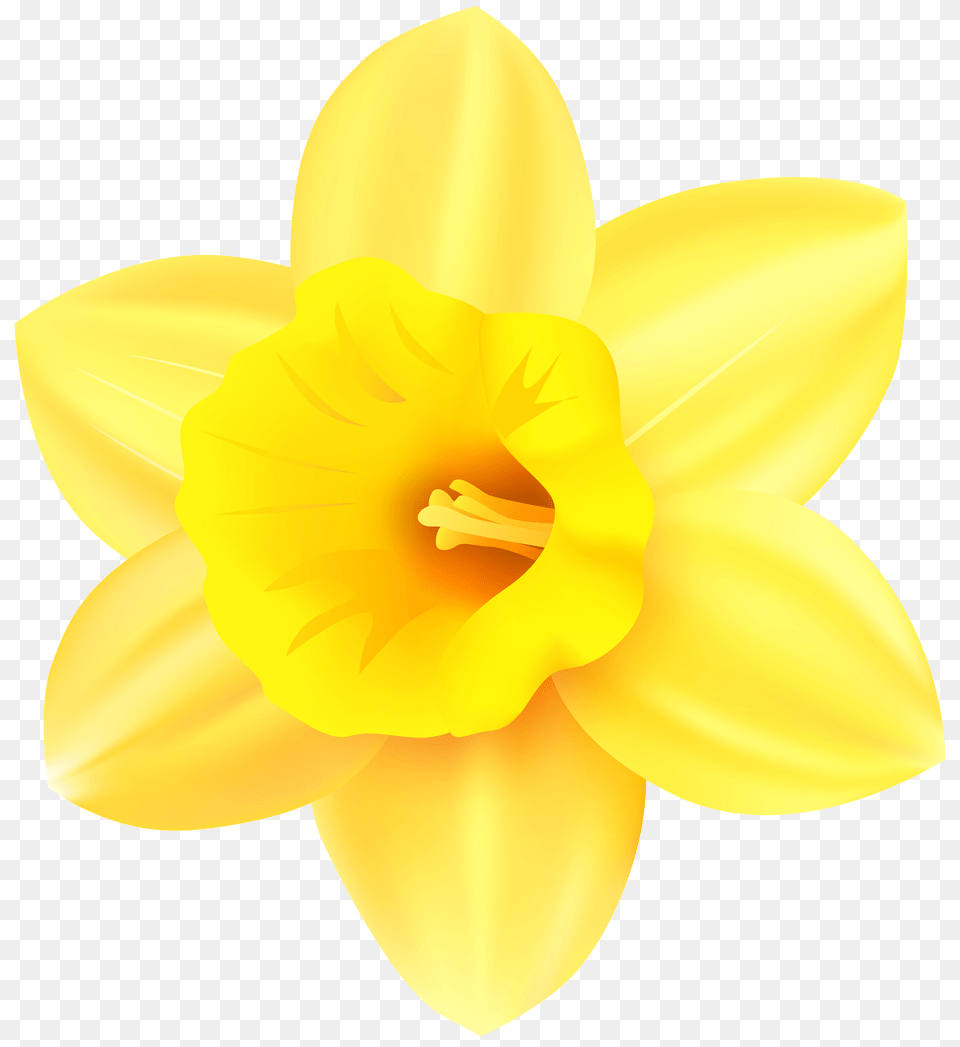 Daffodil Transparent Clip Art, Flower, Plant, Person Free Png