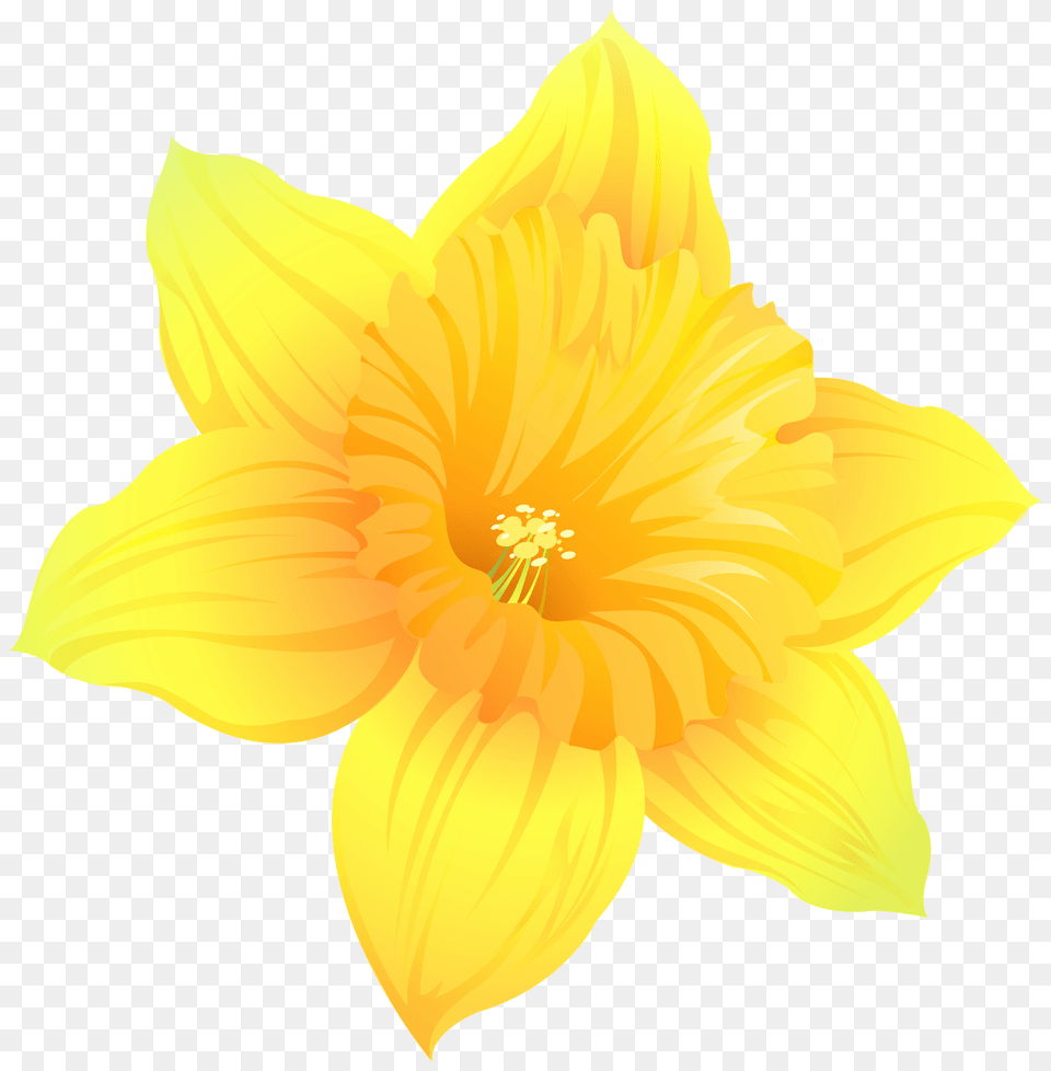 Daffodil Transparent Clip Art, Anther, Dahlia, Flower, Plant Png