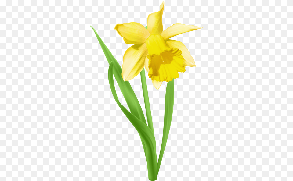 Daffodil Transparent Clip Art Daffodil Clip Art, Flower, Plant Png Image