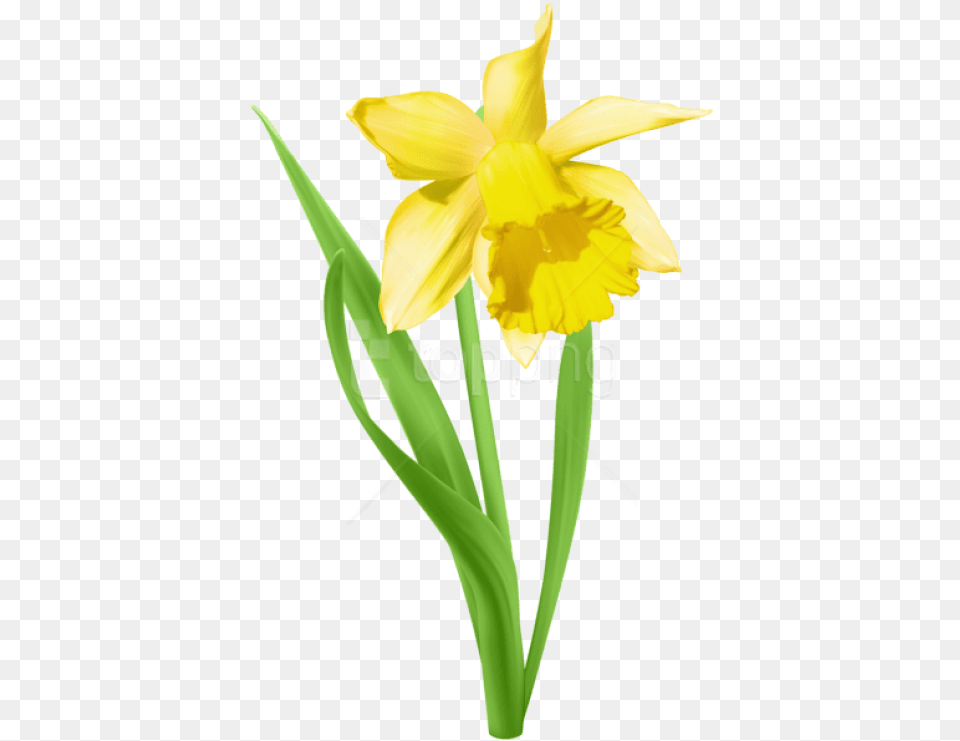 Daffodil Transparent Daffodil Clipart, Flower, Plant Png Image