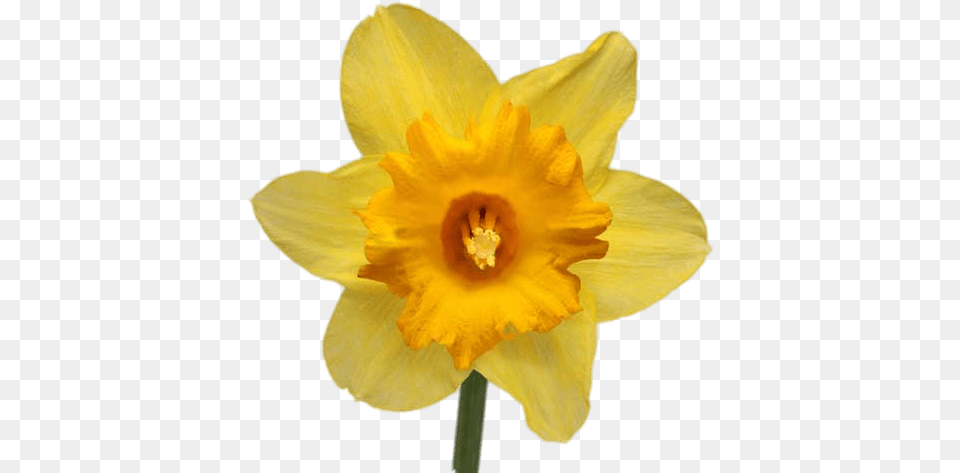 Daffodil Transparent Yellow Daffodil, Flower, Plant Free Png Download